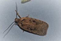 Agonopterix putridella