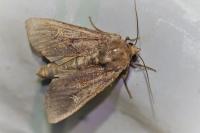 Helotropha leucostigma