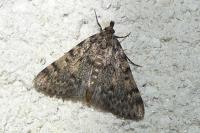Aglossa pinguinalis