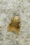 Aleimma loeflingiana