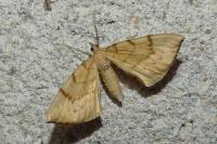Gandaritis pyraliata