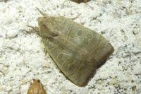 Ipimorpha subtusa