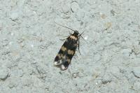 Oegoconia