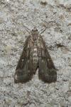 Parapoynx stratiotata
