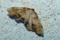 Plagodis dolabraria