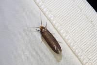 Cephimallota crassiflavella
