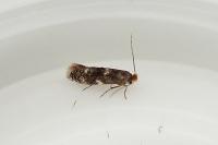 Bucculatrix cidarella