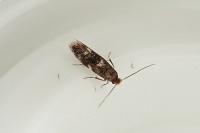 Bucculatrix cidarella