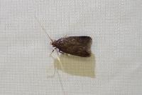 Eurodachtha siculella