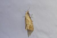 Phtheochroa inopiana
