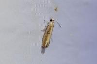 Eucosma obumbratana