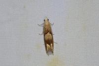 Eucosma conterminana