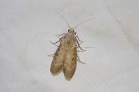 Lamoria anella