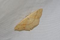 Cyclophora punctaria