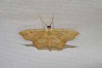 Idaea emarginata