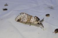 Furcula furcula