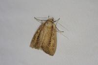 Archanara dissoluta