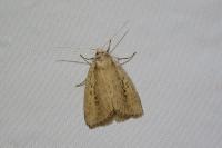 Archanara dissoluta