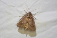 Lenisa geminipuncta