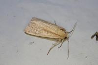 Mythimna impura