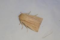 Mythimna straminea