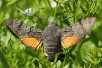 Macroglossum stellatarum