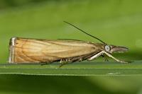 Chrysoteuchia culmella