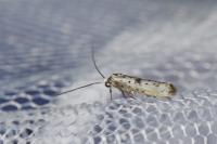 Yponomeuta plumbella