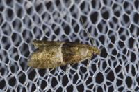 Elegia atrifasciella