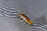 Ypsolopha parenthesella