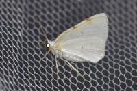 Lomographa bimaculata