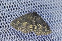 Parascotia fuliginaria