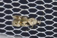 Caryocolum blandellum