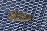 Anacampsis blattariella/populella