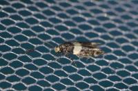 Recurvaria leucatella