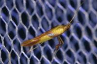 Caloptilia alchimiella/robustella