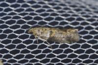 Acrobasis consociella