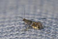 Phyllonorycter ulmifoliella