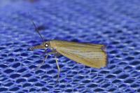 Agriphila straminella