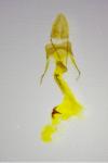 Oegoconia caradjai