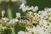 Depressaria daucella