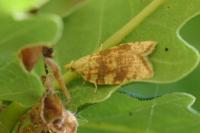 Aleimma loeflingiana