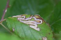 Stigmella aurella