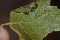 Parornix betulae