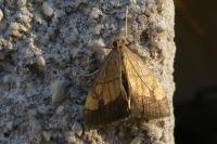 Evergestis limbata