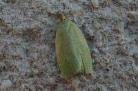 Tortrix viridana