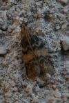 Euzophera pinguis