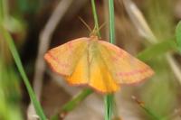Lythria purpuraria