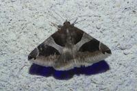 Dysgonia algira