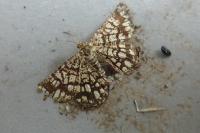 Chiasmia clathrata